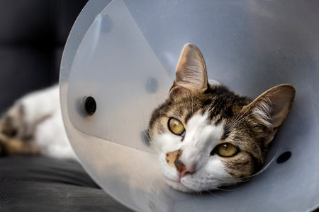 Sick cat with a plastic collar on its head to prevent the cat from licking a woundの写真素材