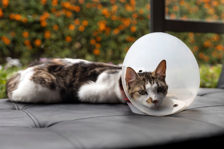 Sick cat lying down looking at camera with plastic collar on headの写真素材