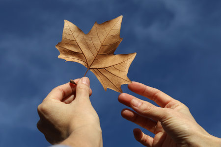 Woman hand holding fallen leaf isolated from a tree sky background with cloudsの写真素材