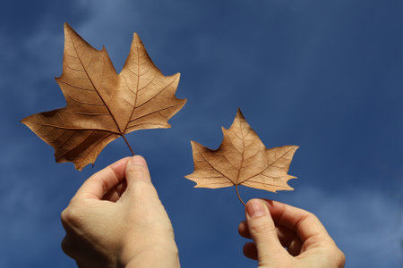 Woman hand holding fallen leaf isolated from a tree sky background with cloudsの写真素材