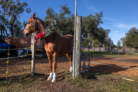 A majestic horse sports a brightly decorated wreath around its neck, creating a charming scene that combines the elegance of the animal with the festive spirit of the season.の写真素材