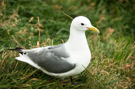 Seagull in a relaxing moment in Latrabjarg cliffs, Icelandの写真素材