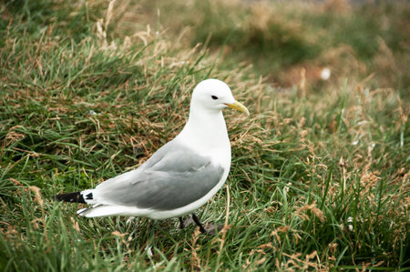 Seagull in a relaxing moment in Latrabjarg cliffs, Icelandの写真素材