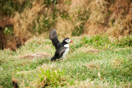 Latrabjarg cliffs, the puffin sanctuary in Icelandの写真素材
