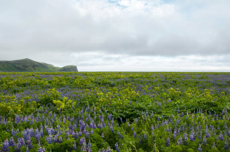 Wild blue lupin in Icelandの写真素材