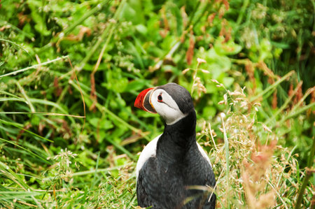Cliffs of Ltrabjarg, the sanctuary of the puffins, in Icelandの写真素材