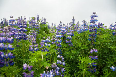 Wild blue lupin in Icelandの写真素材