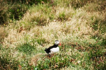 Latrabjarg cliffs, the puffin sanctuary in Icelandの写真素材