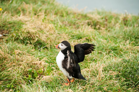 Cliffs of Ltrabjarg, in Icelandの写真素材