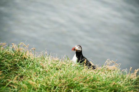 Cliffs of Ltrabjarg, the habitat of the puffins, in Icelandの写真素材