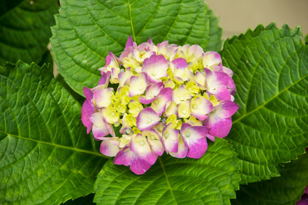 Hydrangeas are the typical flowers of the Azores Islands