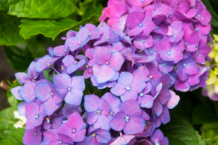 Hydrangeas are the typical flowers of the Azores Islands