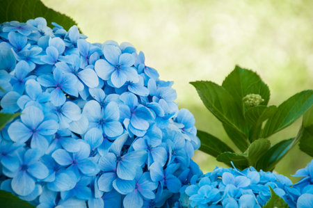 Beautiful blue hydrangea flowers in the garden, stock photo