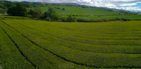 Tea plantation field in Azoresの写真素材