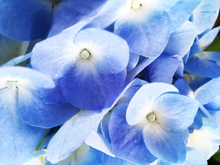 Beautiful blue hydrangea flowers in the garden, stock photoの写真素材