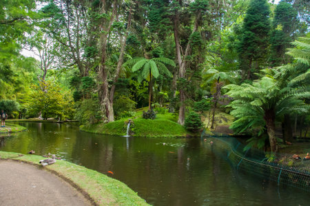 Terra Nostra Park in the Azores is a large botanical garden with a huge variety of plants and trees and with lakes, streams and a pool of volcanic originの写真素材