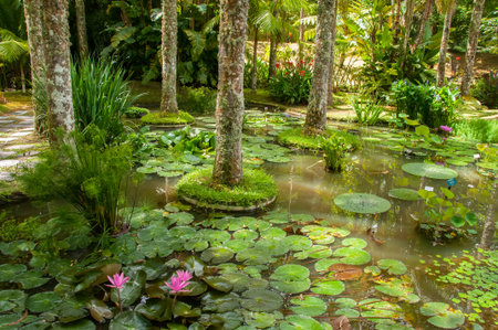 Terra Nostra Park in the Azores is a large botanical garden with a huge variety of plants and trees and with lakes, streams and a pool of volcanic originの写真素材