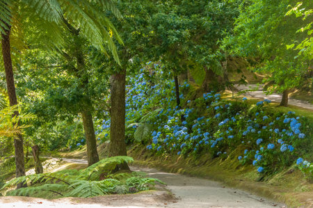 Terra Nostra Park in the Azores is a large botanical garden with a huge variety of plants and trees and with lakes, streams and a pool of volcanic originの写真素材
