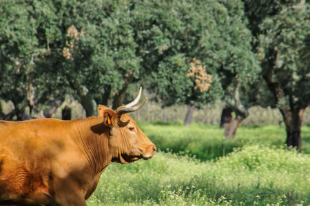 Brown cow in the field on a sunny dayの写真素材