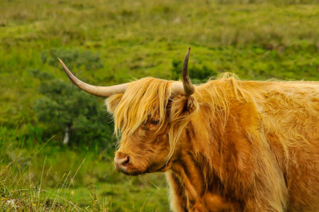 Scottish cow portrait in the fieldの写真素材