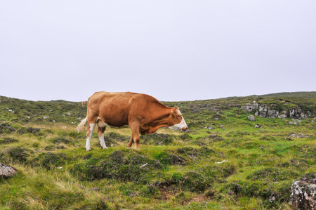 Brown cow in the field on a sunny dayの写真素材