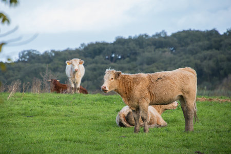 Brown cow in the field on a sunny dayの写真素材