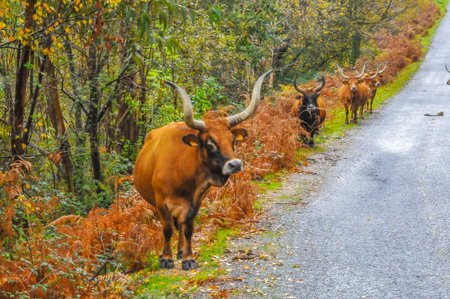 Brown cow in the field on a sunny dayの写真素材
