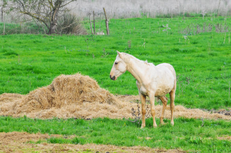 Horses grazing on pastureの写真素材