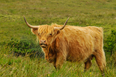 Scottish cow portrait in the fieldの写真素材