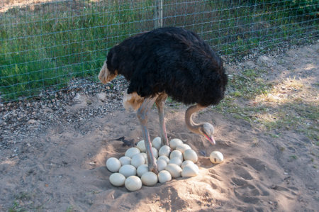 Male ostrich joining the eggs in the nestの写真素材