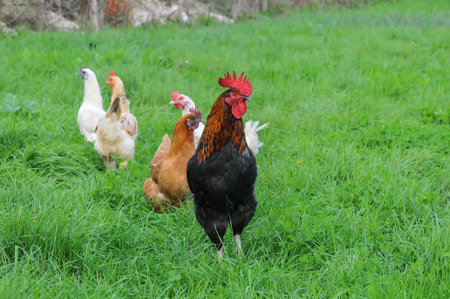 Rooster and chicken on a green meadow in the summer.の写真素材