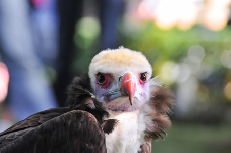 Eagle in a natural park