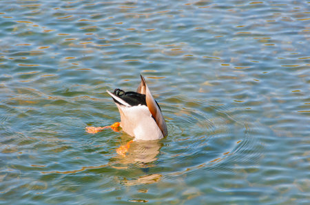 Ducks in their natural environment
