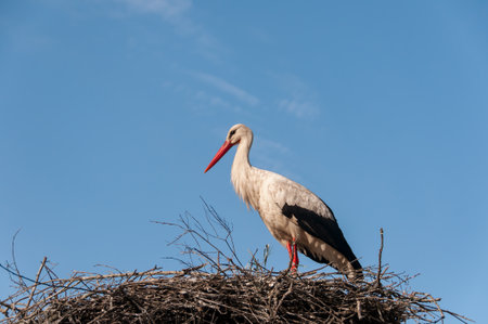 White stork in a nest on a background of blue sky.