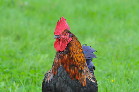 Rooster and chicken on a green meadow in the summer.の写真素材