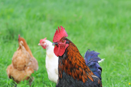 Rooster and chicken on a green meadow in the summer.の写真素材