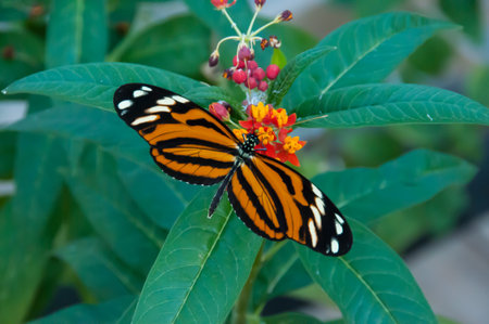 The majestic beauty of a butterfly