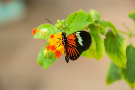 The majestic beauty of a butterflyの写真素材