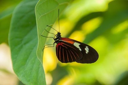 The majestic beauty of a butterflyの写真素材
