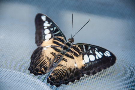 The majestic beauty of a butterfly