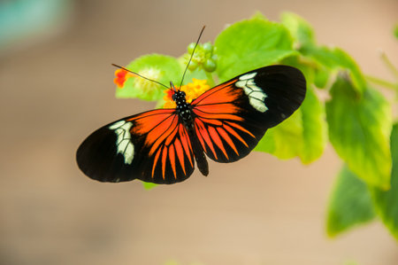 The majestic beauty of a butterflyの写真素材