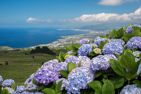 Hydrangeas are the typical flowers of the Azores Islandsの写真素材