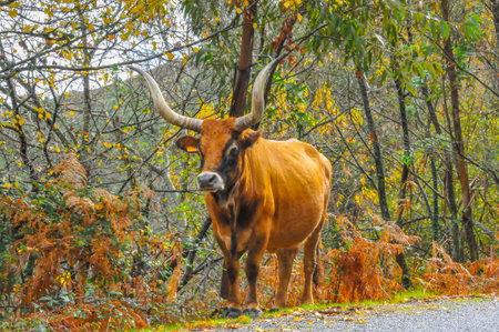 Brown cow on a sunny dayの写真素材