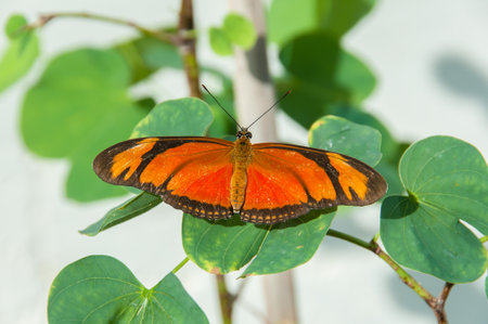 The majestic beauty of a butterfly