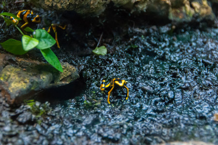 Yellow striped toad
