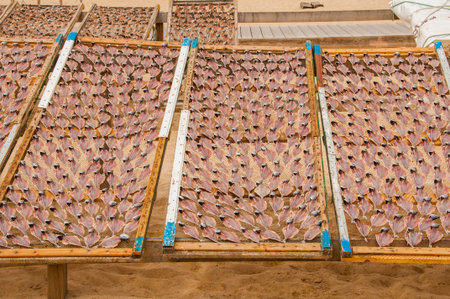 Museum of dry fish, outdoors, on the beach of Nazaré in Portugal, keeps the tradition of drying the fish for the days of scarcityの写真素材