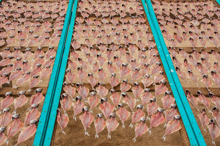 Museum of dry fish, outdoors, on the beach of Nazaré in Portugal, keeps the tradition of drying the fish for the days of scarcityの写真素材