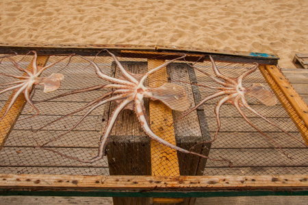 Museum of dry fish, outdoors, on the beach of Nazaré in Portugal, keeps the tradition of drying the fish for the days of scarcityの写真素材