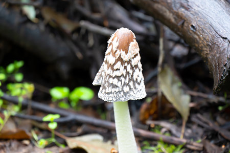 Detail of a wild mushrooms in their natural environmentの写真素材