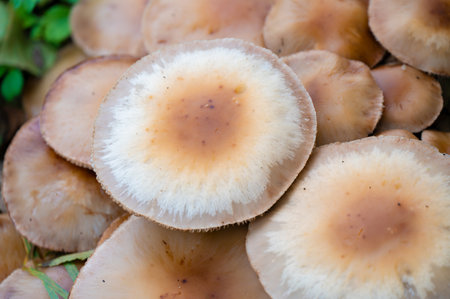 Detail of a wild mushrooms in their natural environment